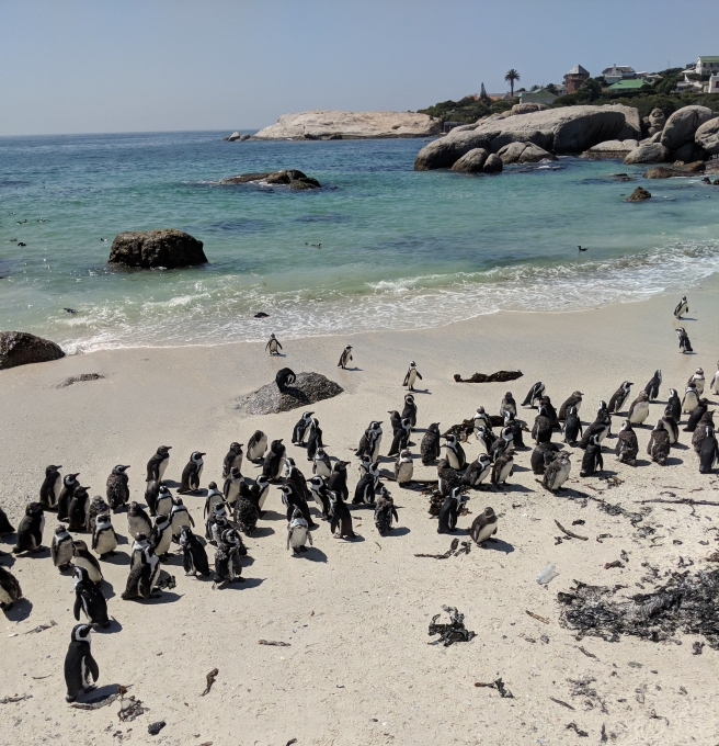 south-african-peguins.jpg